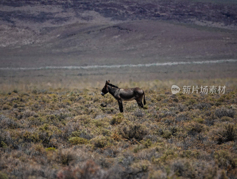 酷热中的野驴。内华达沙漠。