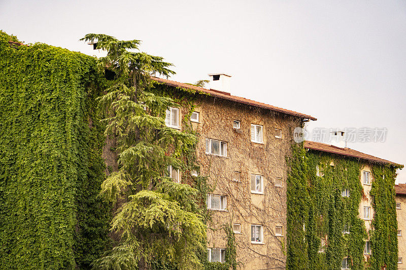 绿色和自然友好型的建筑，完全被常春藤覆盖。