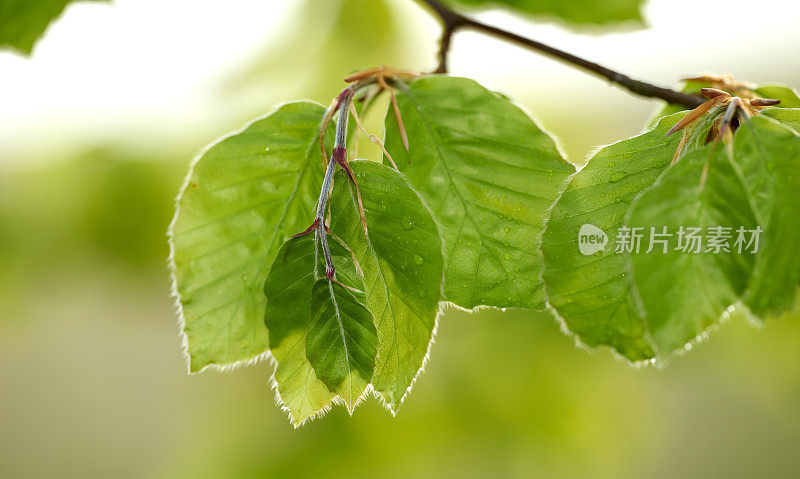 绿色的树叶。这是一张非常清晰和详细的照片，拍摄于著名的丹麦森林的春天