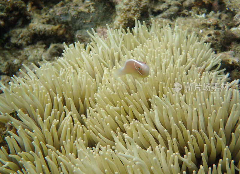 粉红海葵鱼（两栖海葵）