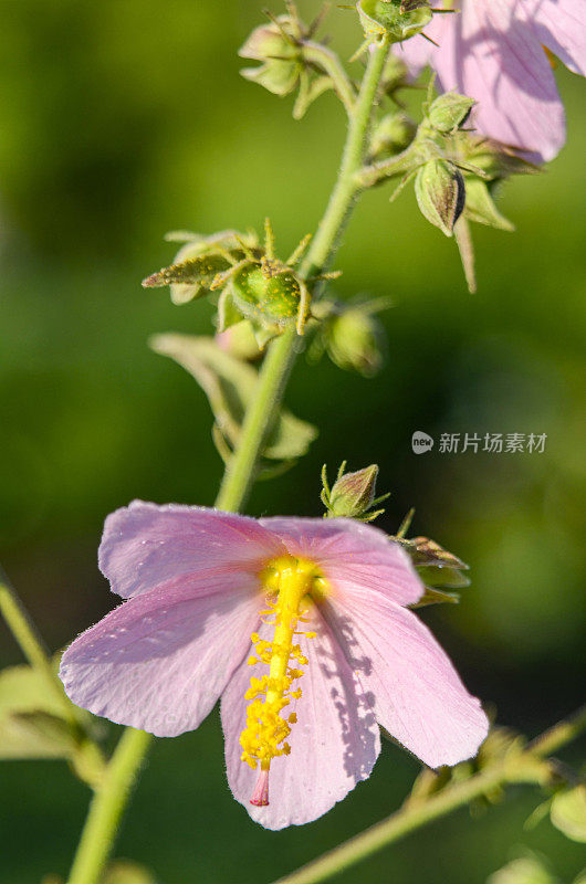 后花园的晚夏花