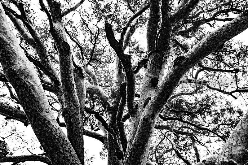 白皮松，1300年的松树，白皮松