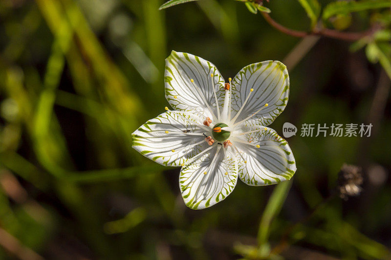 从上面看，在阳光下开放的单瓣帕那西花，单瓣雄蕊弯曲到触摸中心，小昆虫爬来爬去