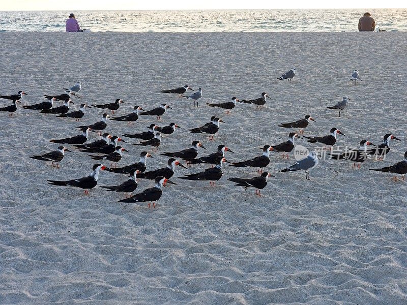 一群黑色掠食者在迈阿密海滩上休息，然后掠过水面寻找食物