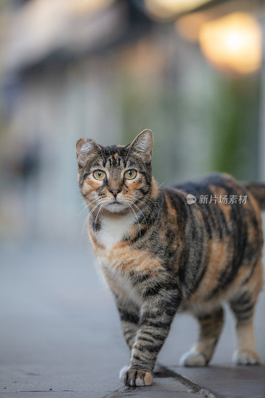 一只大流浪猫在街上。