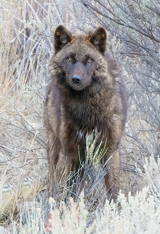 美国，北美，怀俄明边境，蒙大拿南部猛犸温泉附近，黄石狼看着相机