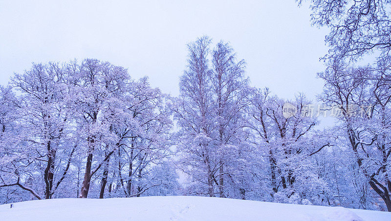 城市公园的冬季景观和积雪覆盖的树木