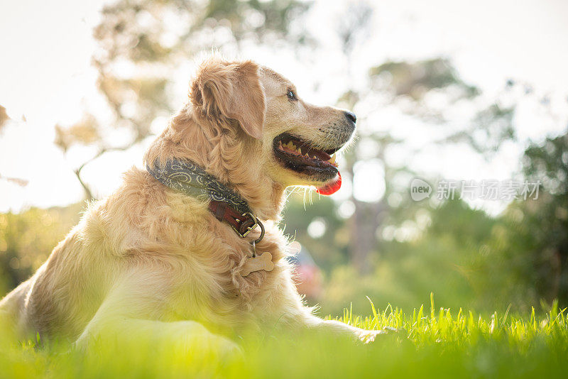 美丽的金毛猎犬躺在草地上的森林自然肖像