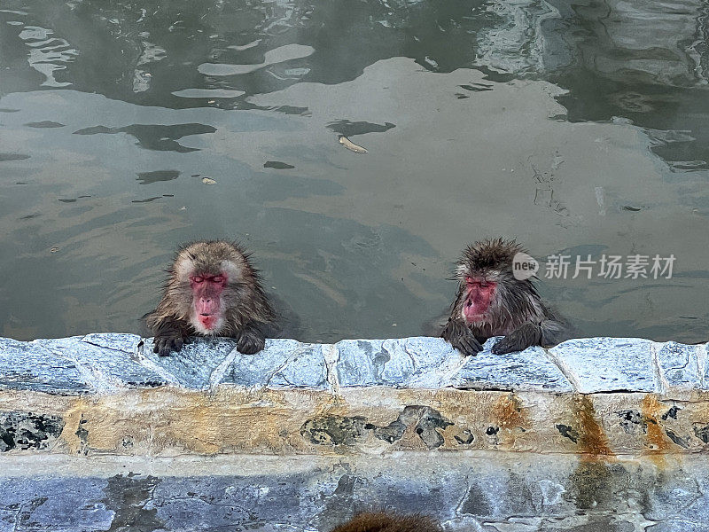 温泉里的日本猴子