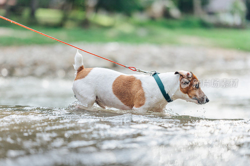 杰克罗素梗狗游泳在河径与狗在森林