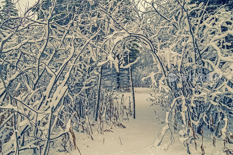 被雪覆盖的树木