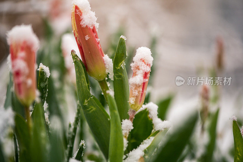 花园里春雪下的红郁金香