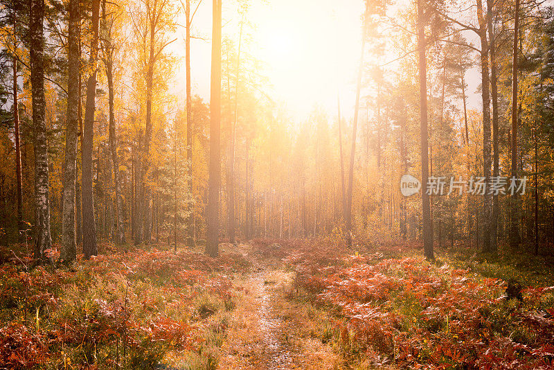 秋天森林里的阳光
