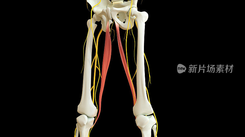 用于医学概念3D渲染的股薄肌解剖