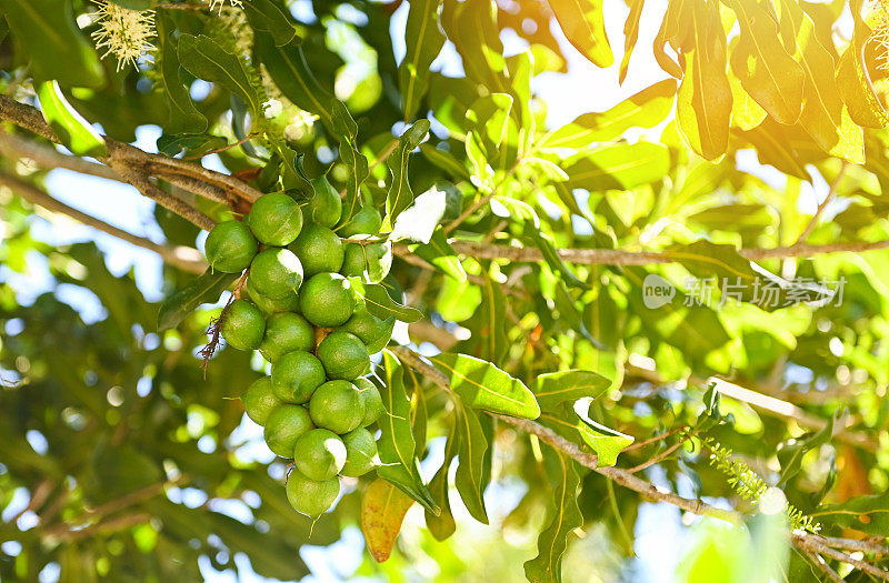 澳洲坚果种在澳洲坚果树上，新鲜天然生澳洲坚果种在花园，种植澳洲坚果果实等待收获种子