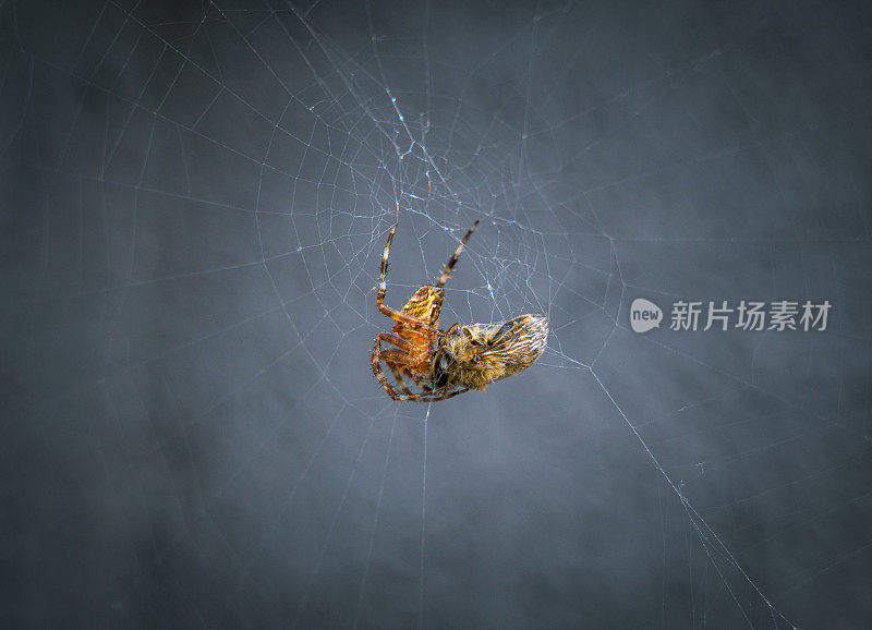 微距蜘蛛在网上吃它的猎物