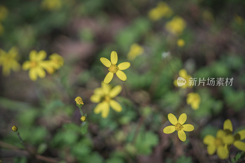 近距离观察大自然中美丽的黄色雏菊