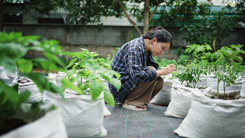 一位农场女工用她的数字平板电脑检查她的植物，并检查花园里作物的信息。