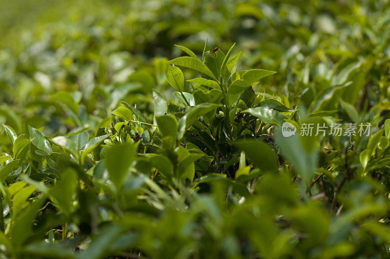 新鲜的绿茶叶子。茶叶微距焦距部分模糊。茶园的叶子集中。