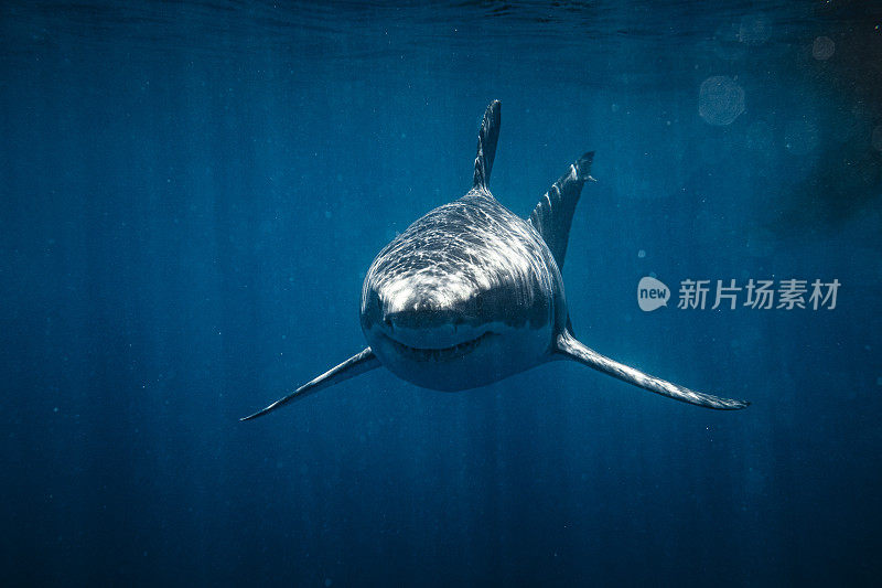 凶兆大白鲨朝镜头游去的正面镜头