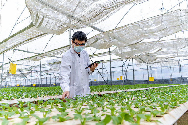 一名农业技术人员使用平板电脑在一个育苗温室中比较数据