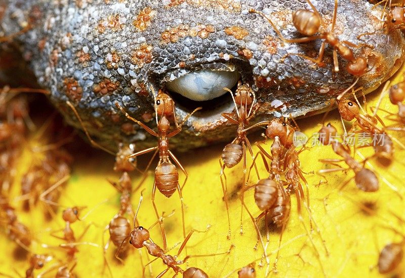 蚂蚁吃壁虎——动物行为。