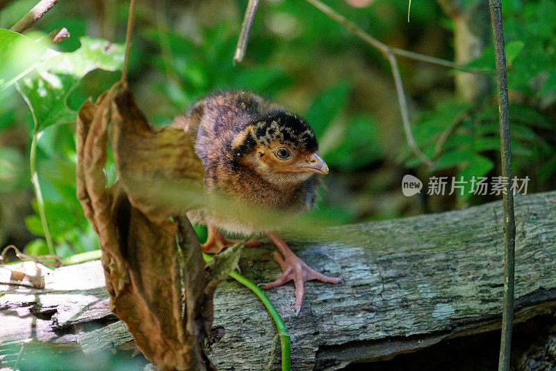 大鸟的小鸡