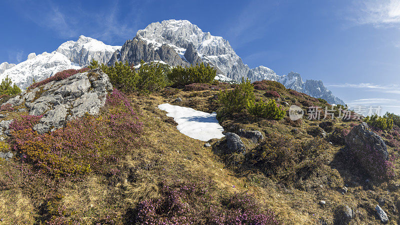 春天在阿尔卑斯山与高山玫瑰在Hochkönig山