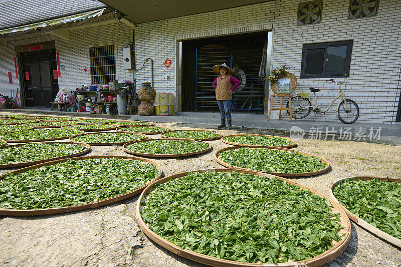 亚洲农民在房子附近晒茶叶。