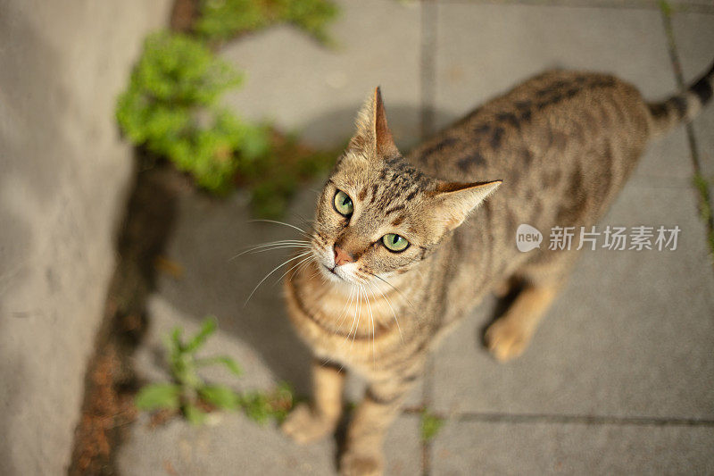 流浪虎斑猫在看镜头。