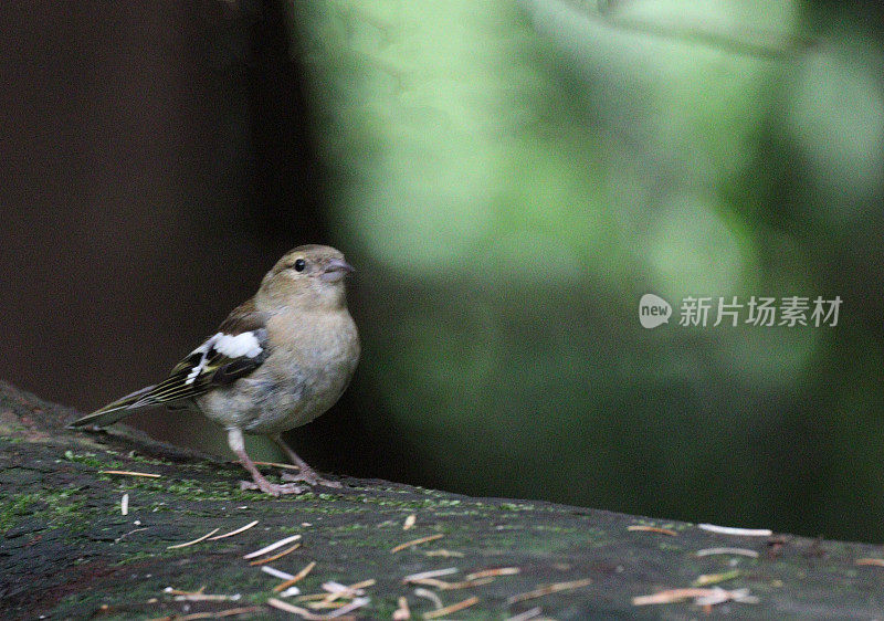 苍头燕雀