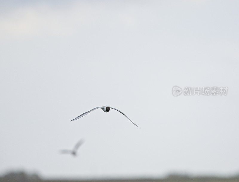 黑头鸥从左到右低飞对焦点灰色背景和灰白色的天空