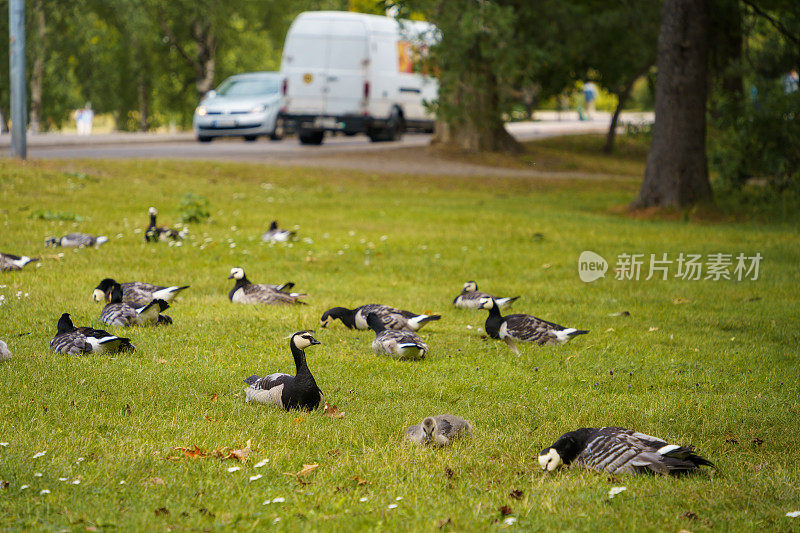 公园里的一群藤壶鹅。芬兰赫尔辛基。