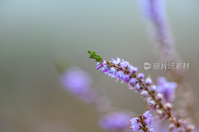 希思兰的开花石南植物在夏季日出时接近