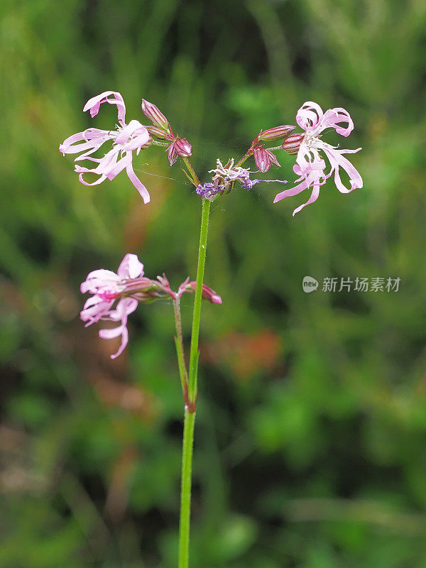 苏格兰中部的一种花楸的花序