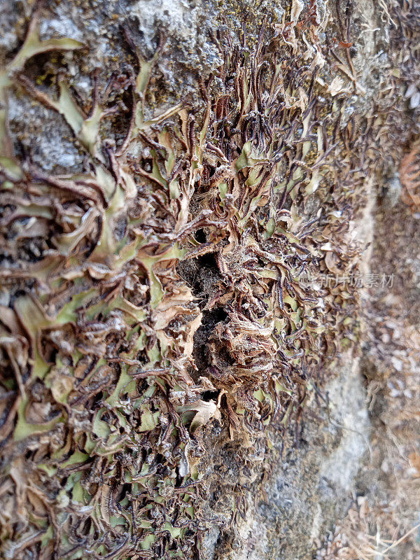 苔藓在夏天变干