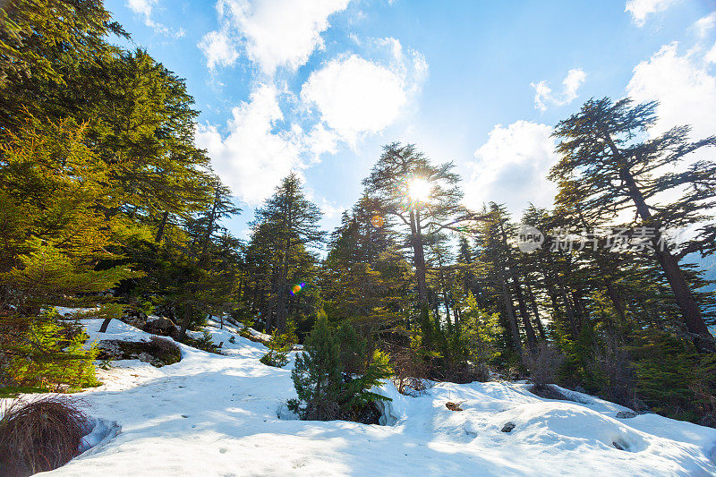 山中的雪松林