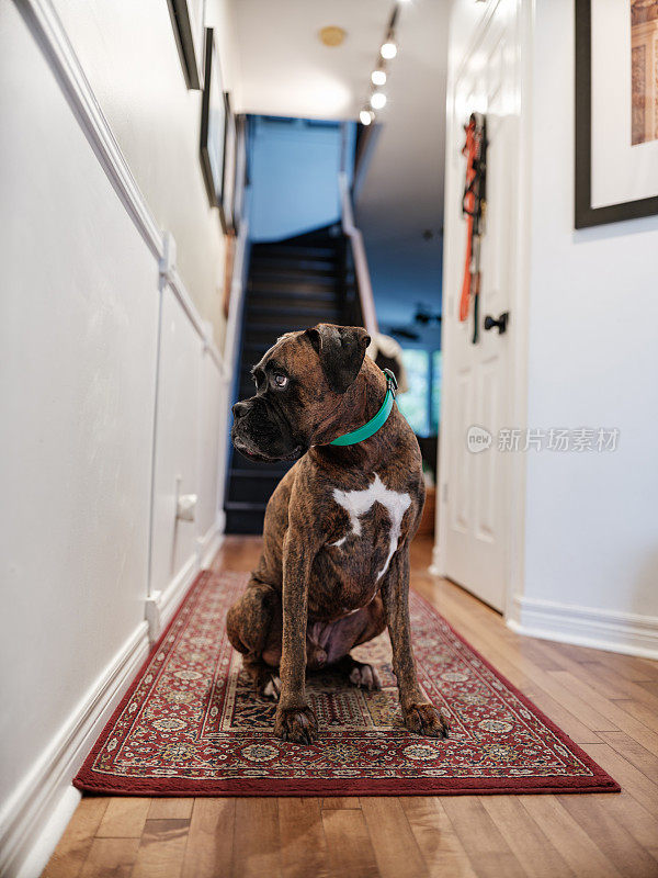 一只拳师犬坐在走廊的地板上