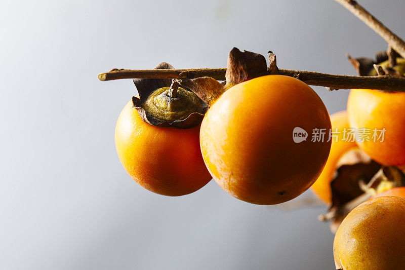 秋天，日本的橘子柿子在树枝上成熟