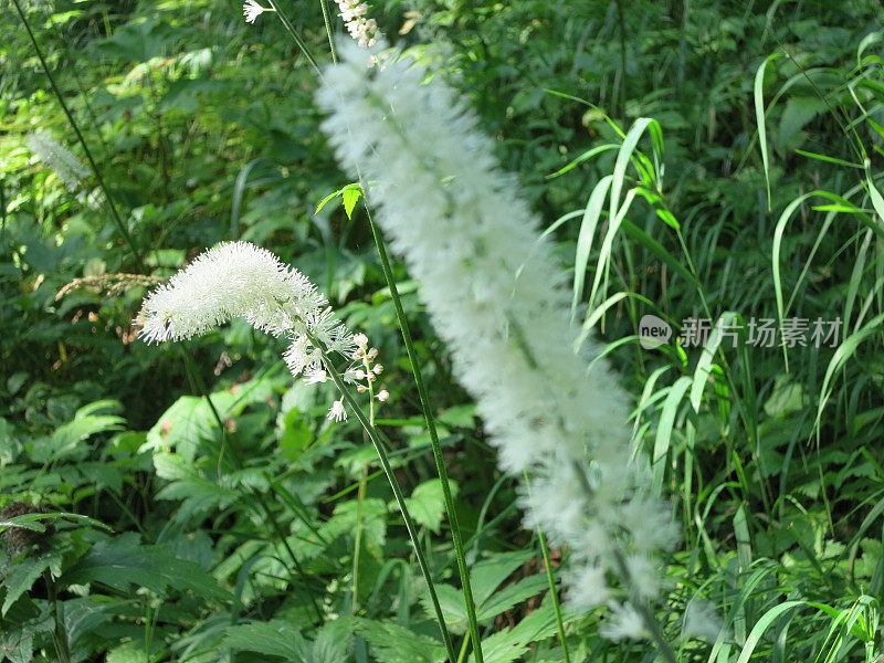 开花的白色日本天麻属植物
