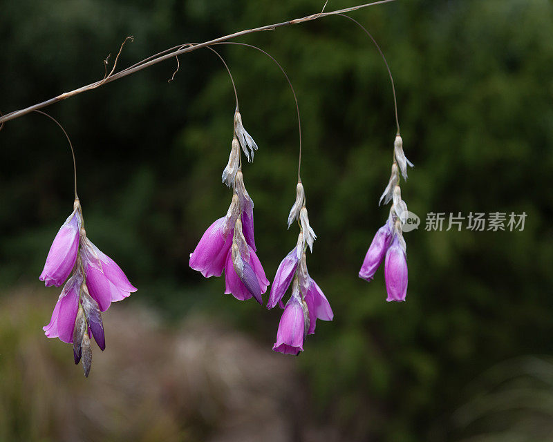 Dierama，又名天使的鱼竿