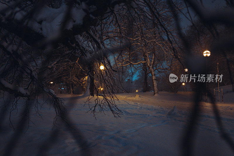 晚上的大雪和树木