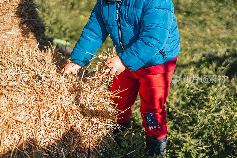 一个小孩站在干草地里，手里拿着一把稻草