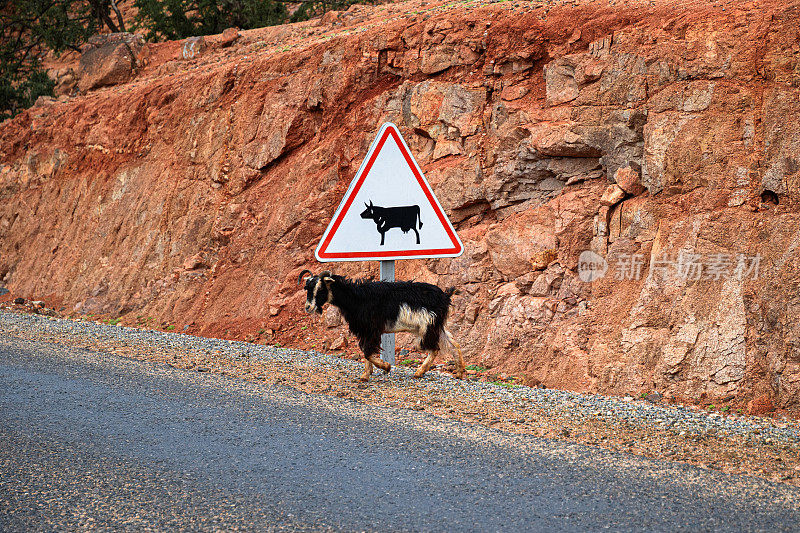 山羊在交通标志下