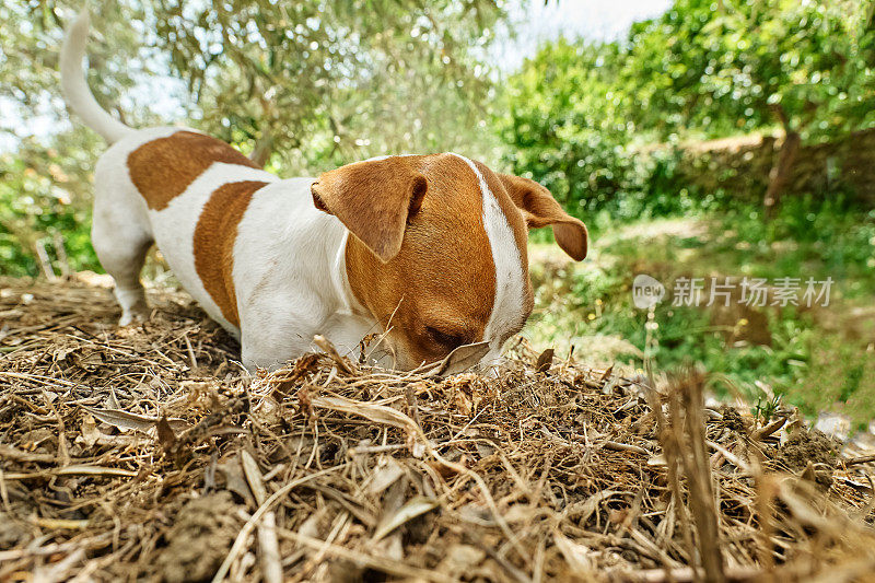 顽皮的杰克罗素梗狗在花园里玩耍。小狗在地上挖洞。