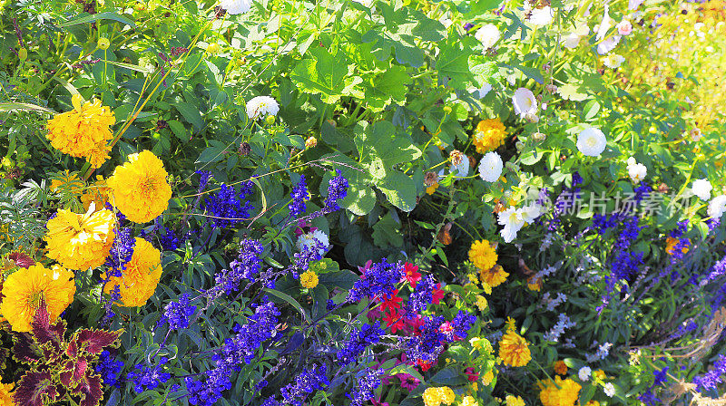 五彩缤纷的花卉自然图案——花坛花园休闲景观