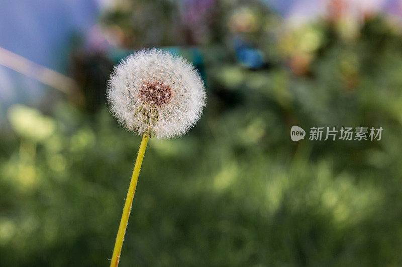 花园里的蒲公英花和种子的微距图像