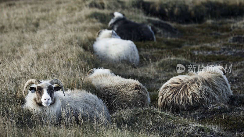 羊在冰岛