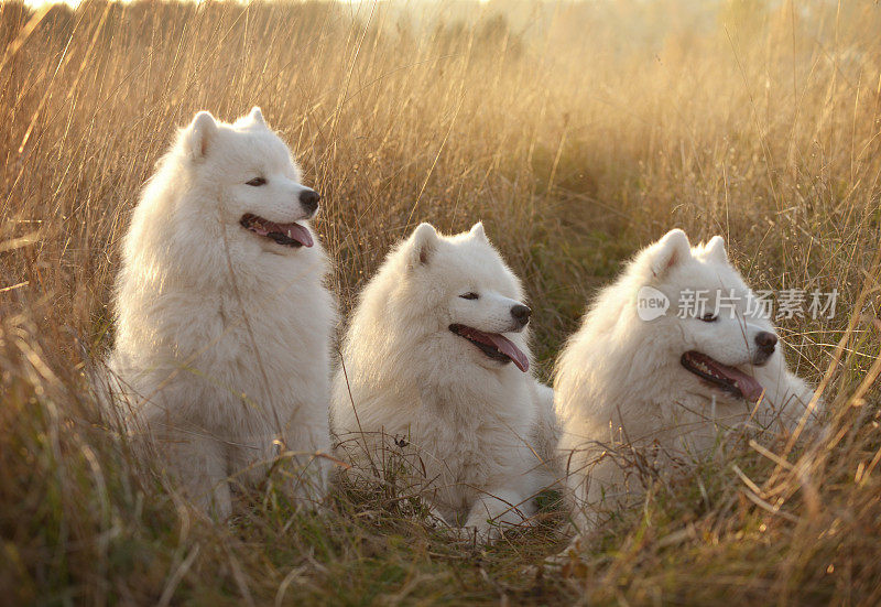 萨摩耶犬(秋天)