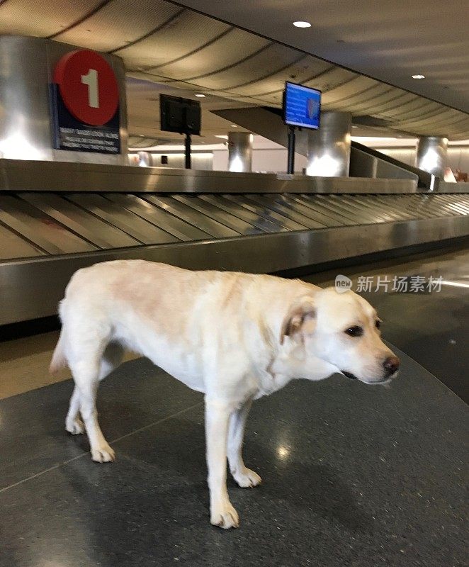 机场的拉布拉多寻回犬